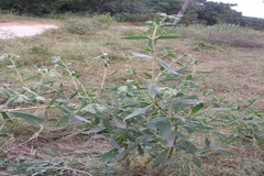 Trichodesma zeylanicum